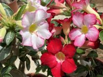   Adenium Obesum/Sivatagi Rózsa 14 cm-es cserépben cirmos rózsaszín