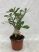 Adenium Obesum/Sivatagi Rózsa 14 cm-es cserépben
