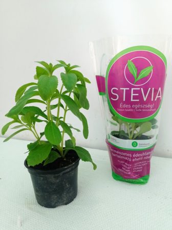 Stevia rebaudiana / Jázminpakóca 12 cm-es cserépben