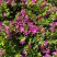 Cuphea hyssopifolia / Japánmirtusz törzses-fonott