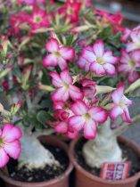   Adenium Obesum/Sivatagi Rózsa 17 cm-es cserépben több színben