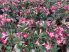 Adenium Obesum/Sivatagi Rózsa 17 cm-es cserépben ( virág nélküli )