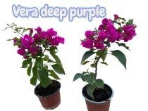 Bougainvillea Vera deep purple 12 cm-es cserépben jelenleg NEM virágos