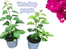   Bougainvillea/Murvafürt - Vera Deep Purple ( VIRÁG NÉLKÜLI ! sárgás levélzet előfordulhat! ) 12 cm-es cserépben