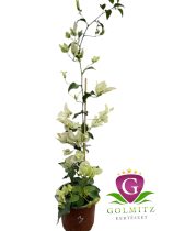   Bougainvillea - Murvafürt 3. Imperial Thai Delight 12 cm-es cserépben