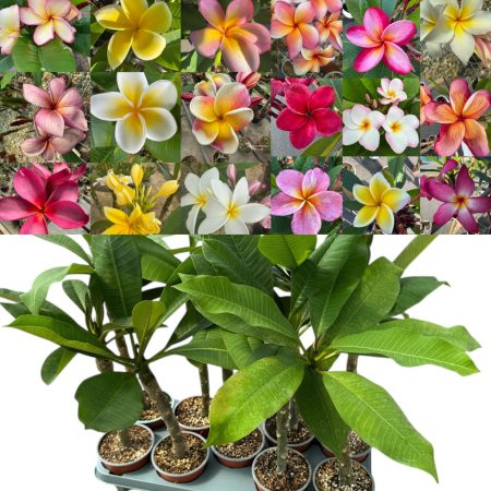 Hawaii rózsa - Plumeri 12 cm-es cserépben 1 ágas VIRÁG NÉLKÜL