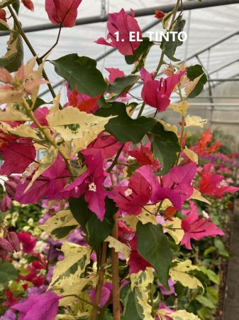 Bougainvillea - 1. El Tinto - 12 cm-es cserépben (jelenleg nem virágos ! )