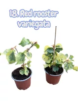   Bougainvillea 18. - Red rooster variegata ( VIRÁG NÉLKÜLI ! sárgás levélzet előfordulhat! ) 12 cm-es cserépben