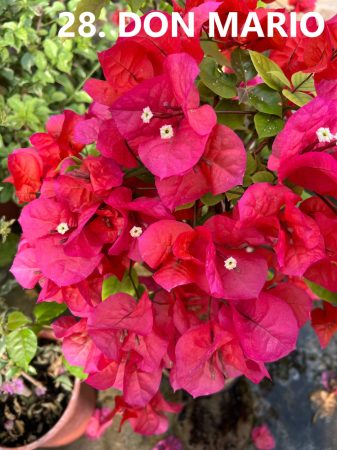 Bougainvillea - 28. Don Mario - 12 cm-es cserépben