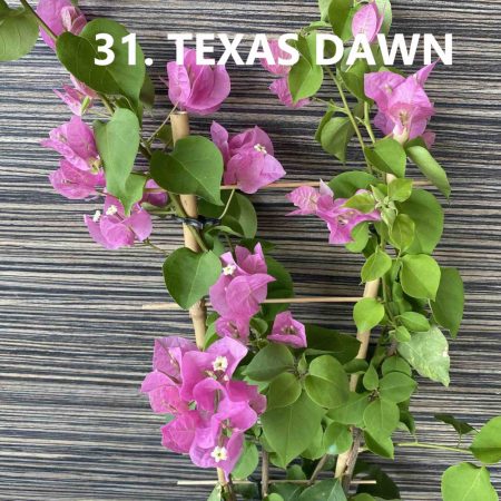 Bougainvillea - 31. Texas Dawn - 12 cm-es cserépben