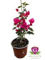 Bougainvillea - 4. Raspberry Ice - 12 cm-es cserépben