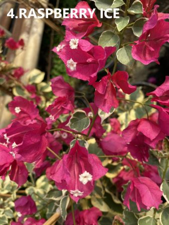 Bougainvillea- Murvafürt- 4. Raspberry ice -12 cm-es cserépben