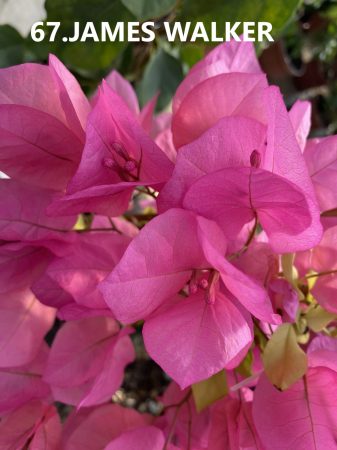 Bougainvillea / Murvafürt - 67. James Walker