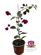 Bougainvillea- Murvafürt- 7. Rubiana -12 cm-es cserépben