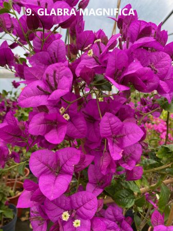 Bougainvillea- Murvafürt- 09. Glabra Magnifica -12 cm-es cserépben