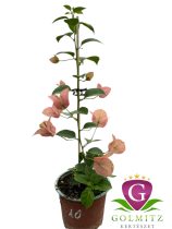   Bougainvillea- Murvafürt- 10. Pink clusters -12 cm-es cserépben
