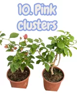   Bougainvillea 10. -Pink clusters (VIRÁG NÉLKÜLI ! sárgás levélzet előfordulhat! ) 14 cm-es cserépben