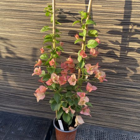 Bougainvillea / Murvafürt - PINK CLUSTERS - 10.