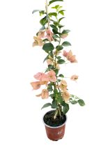   Bougainvillea- Murvafürt- 10. Pink clusters - 12 cm-es cserépben