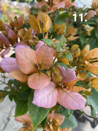 Bougainvillea - 11.Rozenka/Blondie - 12 cm-es cserépben