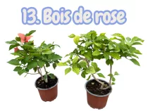   Bougainvillea 13.- Bois de rose ( VIRÁG NÉLKÜLI ! sárgás levélzet előfordulhat! ) 12 cm-es cserépben