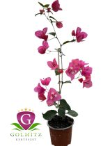 Bougainvillea - Murvafürt 14. Gréti 12 cm-es cserépben