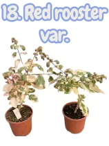   Bougainvillea 18. -Red rooster var. (VIRÁG NÉLKÜLI ! sárgás levélzet előfordulhat! ) 14 cm-es cserépben