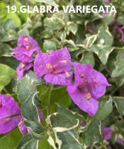   Bougainvillea- Murvafürt- 19. Glabra Variegata -9 cm-es cserépben