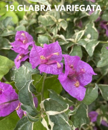 Bougainvillea- Murvafürt- 19. Glabra Variegata -9 cm-es cserépben