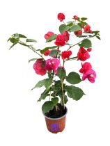   Bougainvillea- Murvafürt- 20. Camarillo fiesta- 12 cm-es cserépben