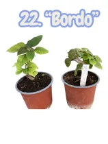   Bougainvillea 22. - "bordo" ( VIRÁG NÉLKÜLI ! sárgás levélzet előfordulhat! ) 12 cm-es cserépben