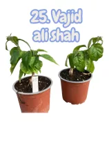   Bougainvillea 25. - Vajid ali shah ( VIRÁG NÉLKÜLI ! sárgás levélzet előfordulhat! ) 12 cm-es cserépben