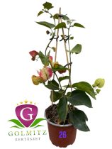 Bougainvillea - Murvafürt 26. CHITRA 12 cm-es cserépben