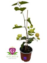 Bougainvillea - Murvafürt 26. CHITRA 12 cm-es cserépben