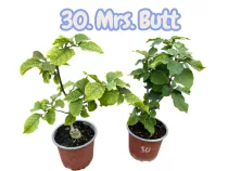   Bougainvillea 30.- Mrs. butt ( VIRÁG NÉLKÜLI ! sárgás levélzet előfordulhat! ) 12 cm-es cserépben