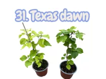   Bougainvillea 31.-Texas dawn ( VIRÁG NÉLKÜLI ! sárgás levélzet előfordulhat! ) 12 cm-es cserépben