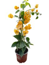   Bougainvillea- Murvafürt- 32. Hawaiian yellow - 12 cm-es cserépben