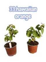   Bougainvillea 33. - Hawaiian orange ( VIRÁG NÉLKÜLI ! sárgás levélzet előfordulhat! ) 12 cm-es cserépben