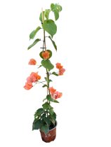   Bougainvillea- Murvafürt- 33. Hawaiian orange - 12 cm-es cserépben