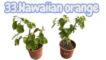  Bougainvillea 33. - Hawaiian orange( VIRÁG NÉLKÜLI ! sárgás levélzet előfordulhat! ) 14 cm-es cserépben