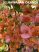 Bougainvillea- Murvafürt- 33. Hawaiian Orange -12 cm-es cserépben