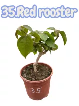   Bougainvillea 35. -Red rooster (VIRÁG NÉLKÜLI ! sárgás levélzet előfordulhat! ) 14 cm-es cserépben