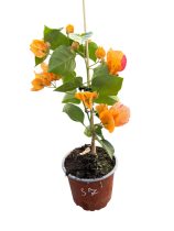  Bougainvillea- Murvafürt- 37. Calofornia Gold - 12 cm-es cserépben