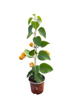   Bougainvillea- Murvafürt- 37. California Gold - 12 cm-es cserépben