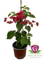   Bougainvillea - Murvafürt dupla rózsaszín 12 cm-es cserépben