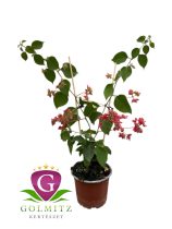   Bougainvillea - Murvafürt dupla rózsaszín 12 cm-es cserépben