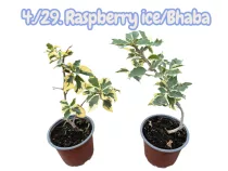   Bougainvillea/Murvafürt - 4. vagy 29. MEGLEPETÉS SZÍN ( VIRÁG NÉLKÜLI ! sárgás levélzet előfordulhat! ) 12 cm-es cserépben 