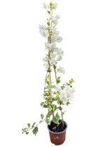   Bougainvillea- Murvafürt- 48. Vanilla Ice - 12 cm-es cserépben