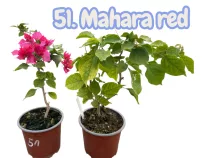   Bougainvillea 51.- Mahara red ( VIRÁG NÉLKÜLI ! sárgás levélzet előfordulhat! ) 12 cm-es cserépben
