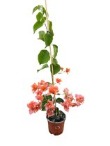   Bougainvillea- Murvafürt- 53. Rosevilles Delight - 12 cm-es cserépben